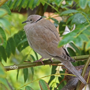 Collared Dove, Streptopelia decaocto, Alan Prowse